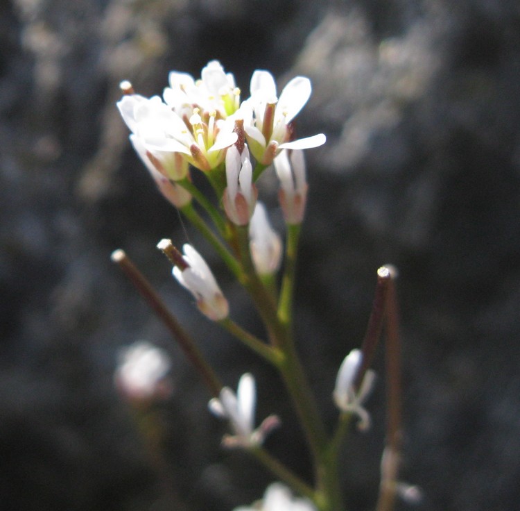 Fiorellini bianchi nel prato: Cardamine hirsuta